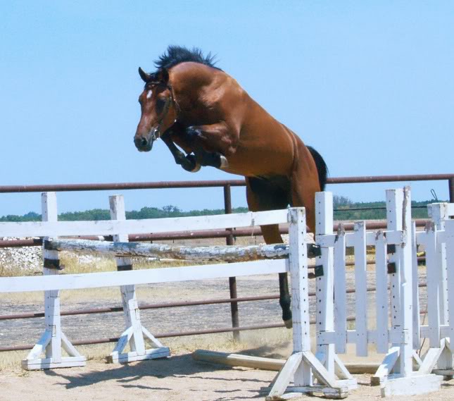 Free Jumping Horse