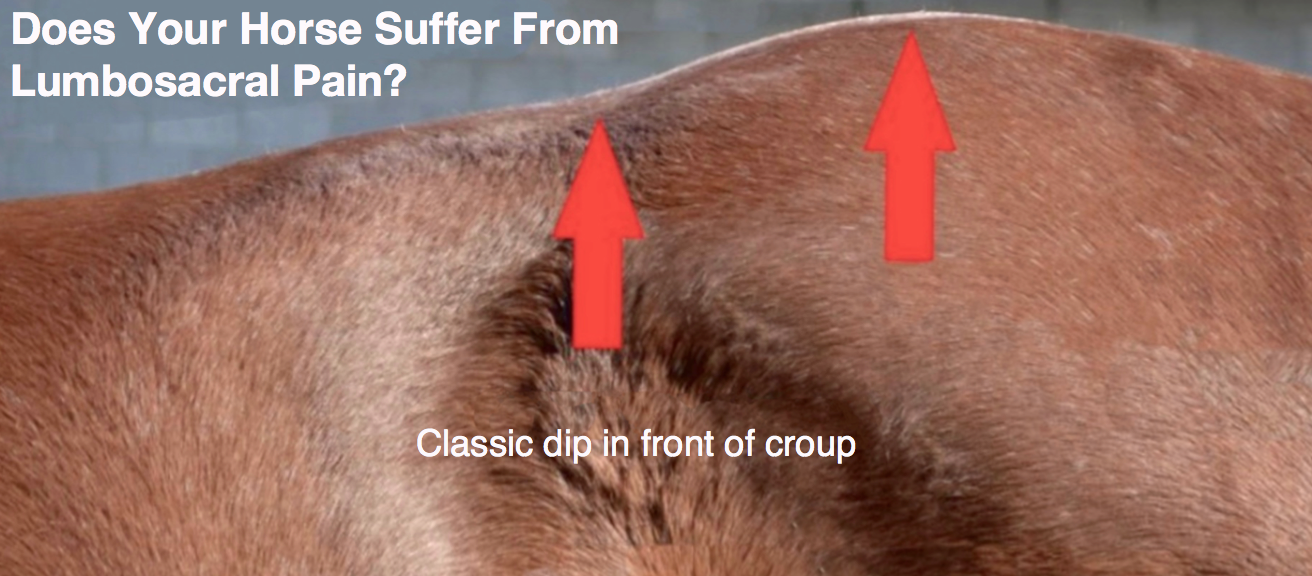 is-your-horse-sore-in-these-very-common-areas