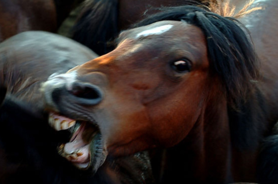 aggressive horse