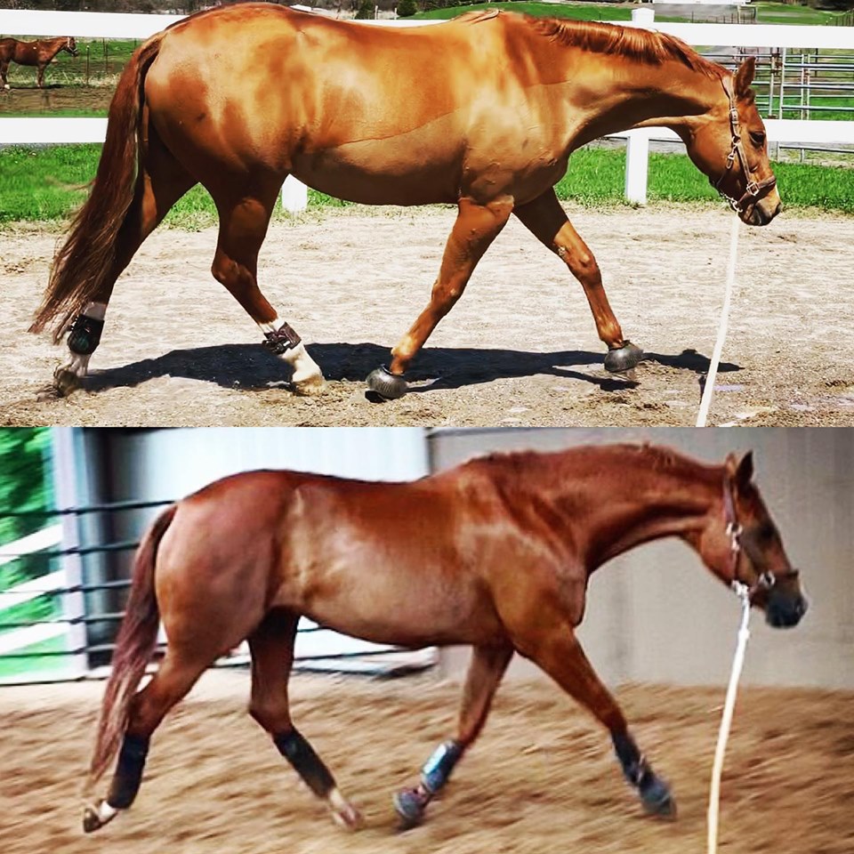 Horse development with training