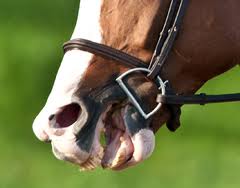 busy mouthed horse