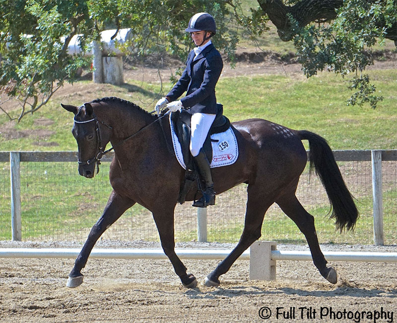 Dressage trot | Eventing