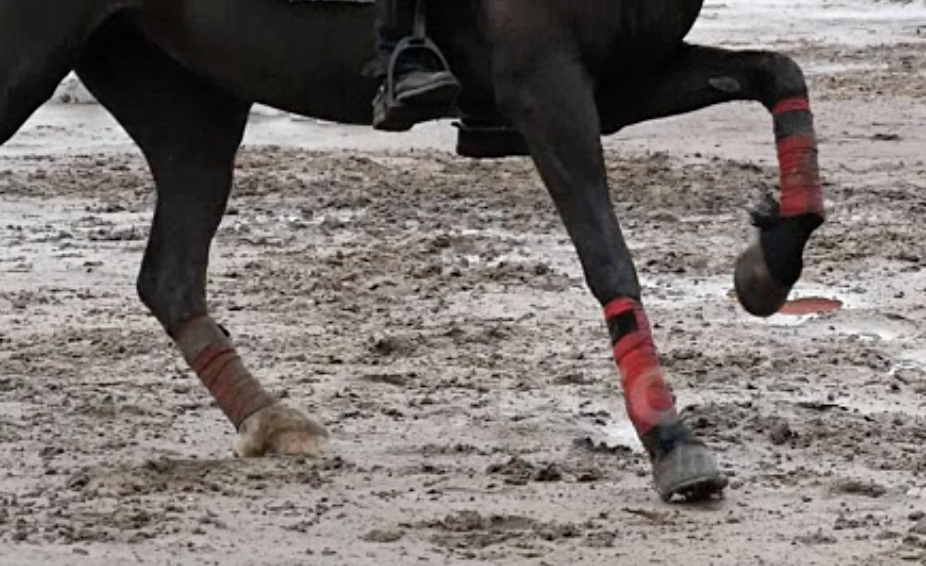 horse gallop in mud