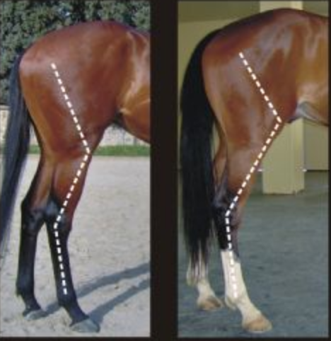 Horse hindquarter conformation