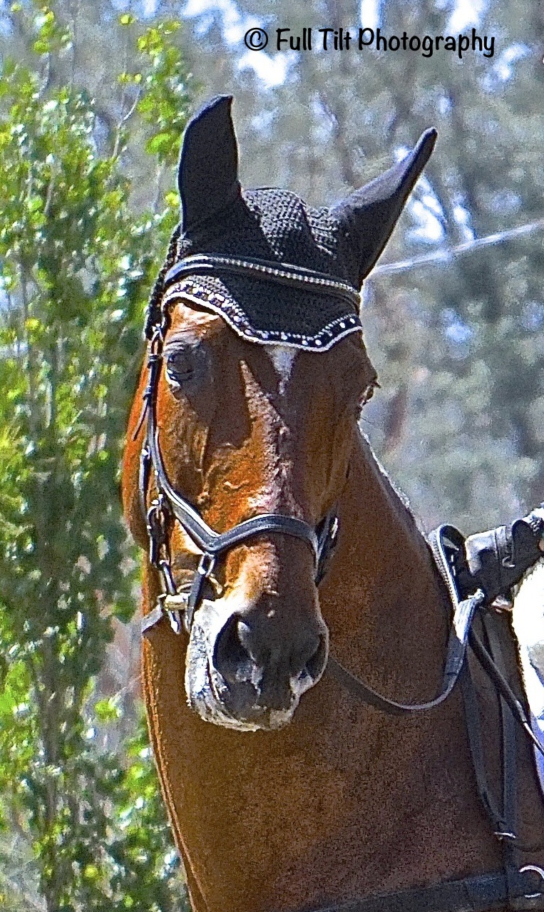 The older horse