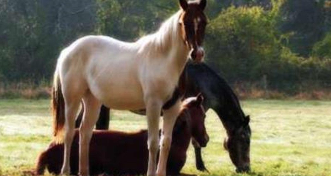 guest-blog-84-feeding-horses-free-choice-forage