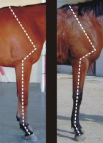 Horses shoulder angles