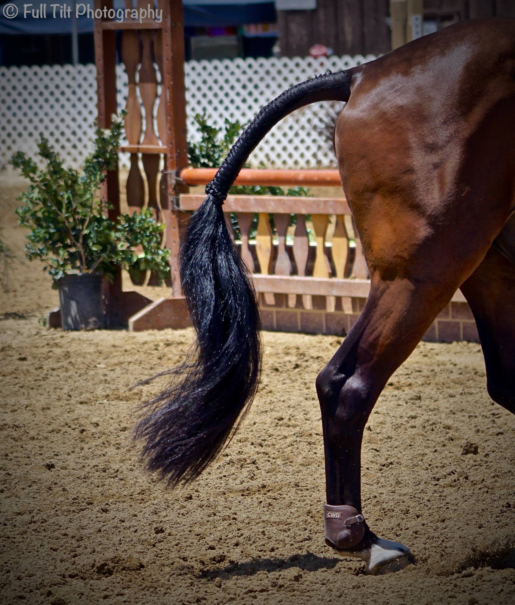 horse's tail